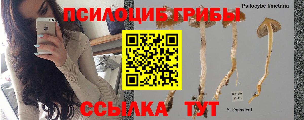 Псилоцибиновые грибы мицелий Можга